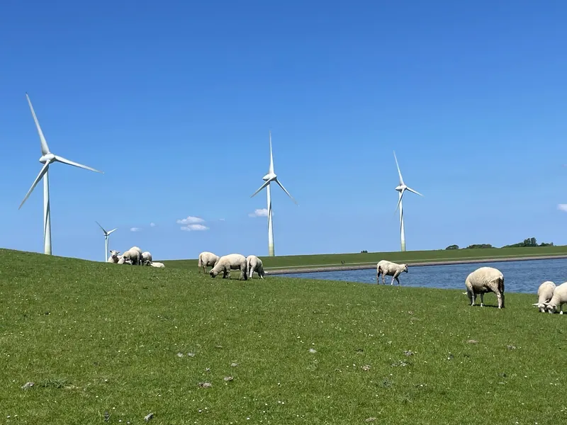 Schafe auf dem grünen Pellwormer Deich unter blauem Himmel
